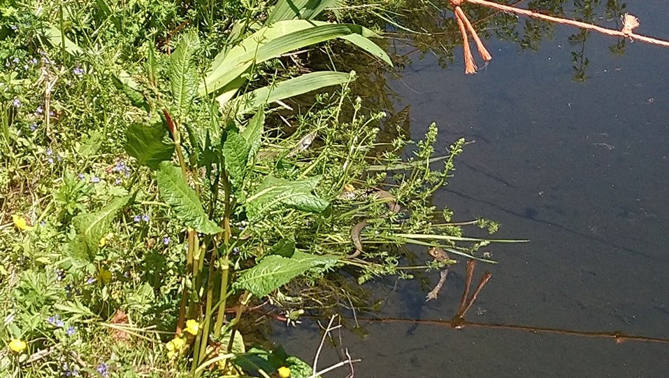 couleuvre crapaud 01 06 19.JPG