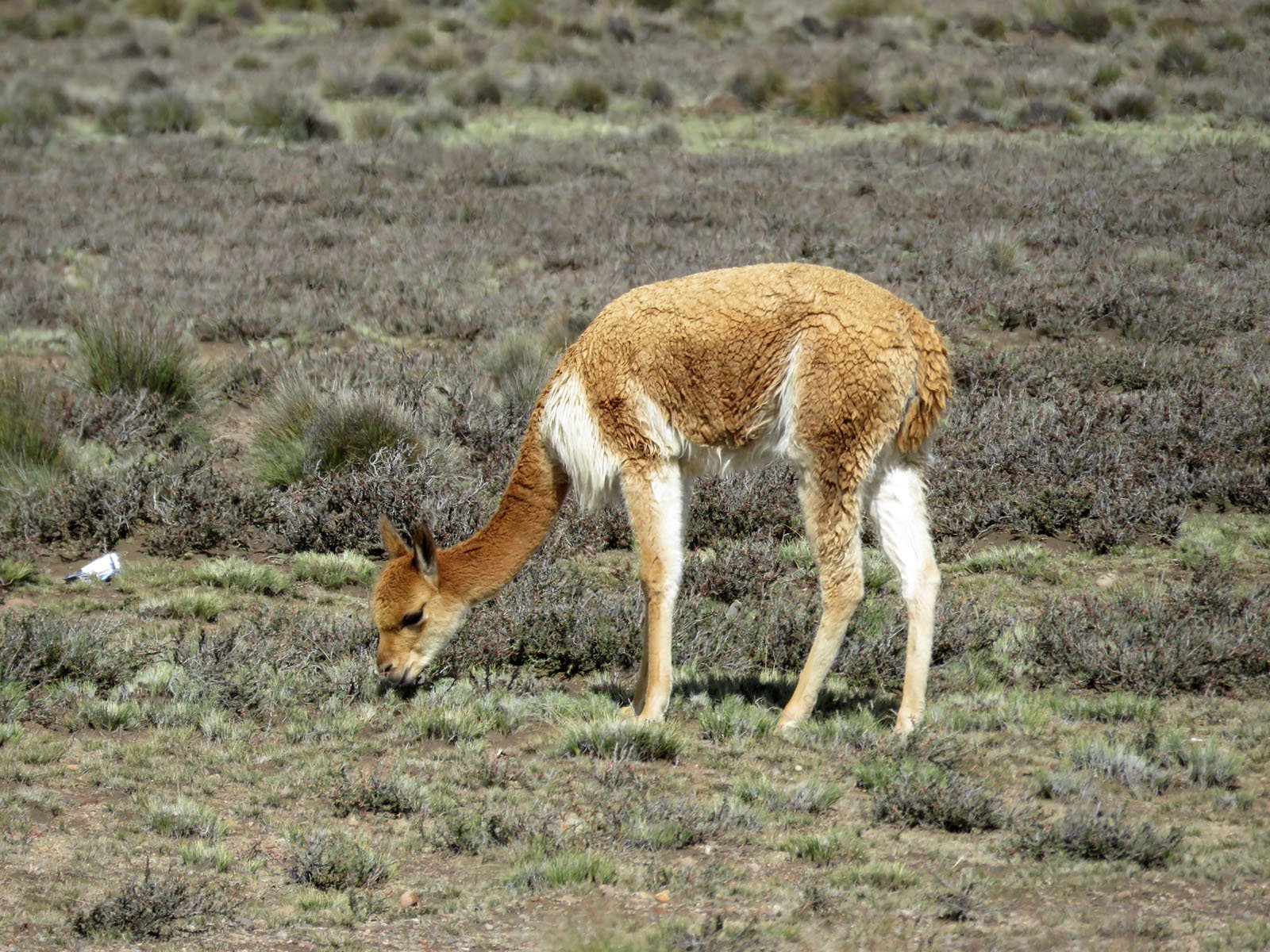 Pérou - 040 - De Arequipa à Puno - Vigognes - 31.JPG