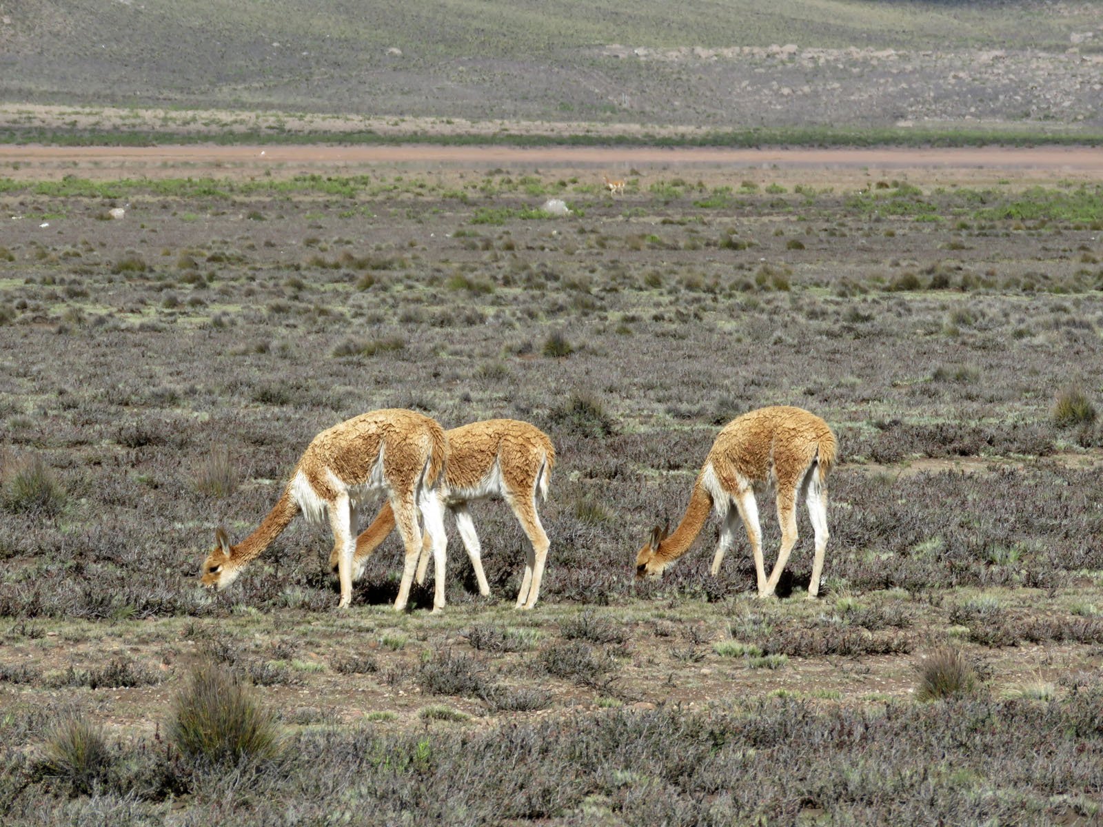 Pérou - 040 - De Arequipa à Puno - Vigognes -26.JPG